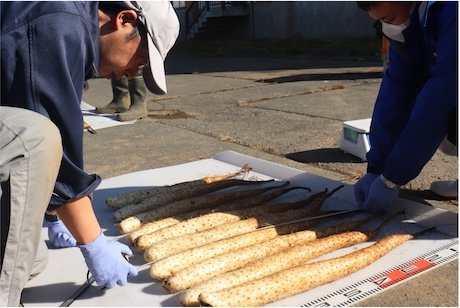 ナガイモ収量調査