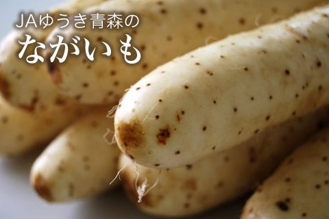 JAゆうき青森のながいも