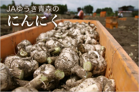 JAゆうき青森のにんにく